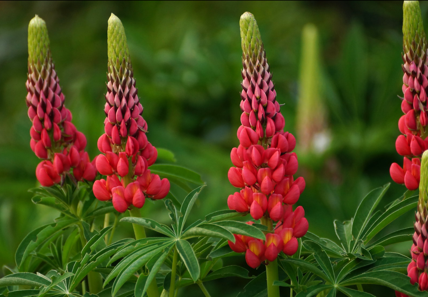 Dværglupin Mix-farver - Lupinus polyphyllus 'Minarette Dwarf Russel Strain Mix'