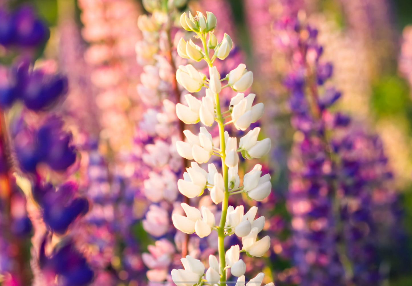 Dværglupin Mix-farver - Lupinus polyphyllus 'Minarette Dwarf Russel Strain Mix'