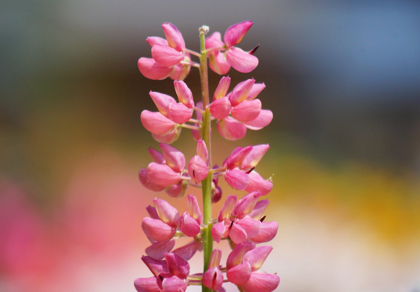 Dværglupin Mix-farver - Lupinus polyphyllus 'Minarette Dwarf Russel Strain Mix'