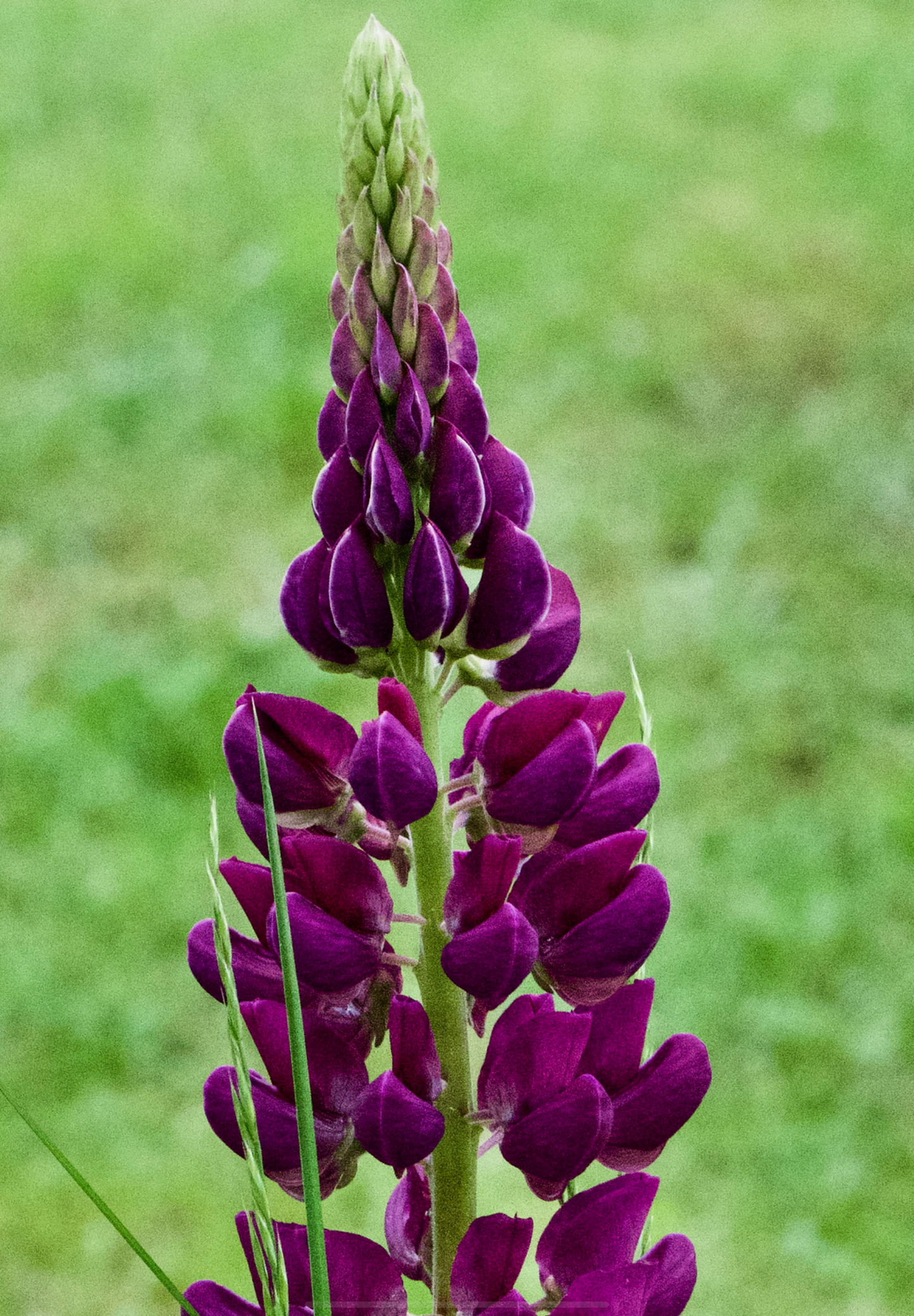 Dværglupin Mix-farver - Lupinus polyphyllus 'Minarette Dwarf Russel Strain Mix'