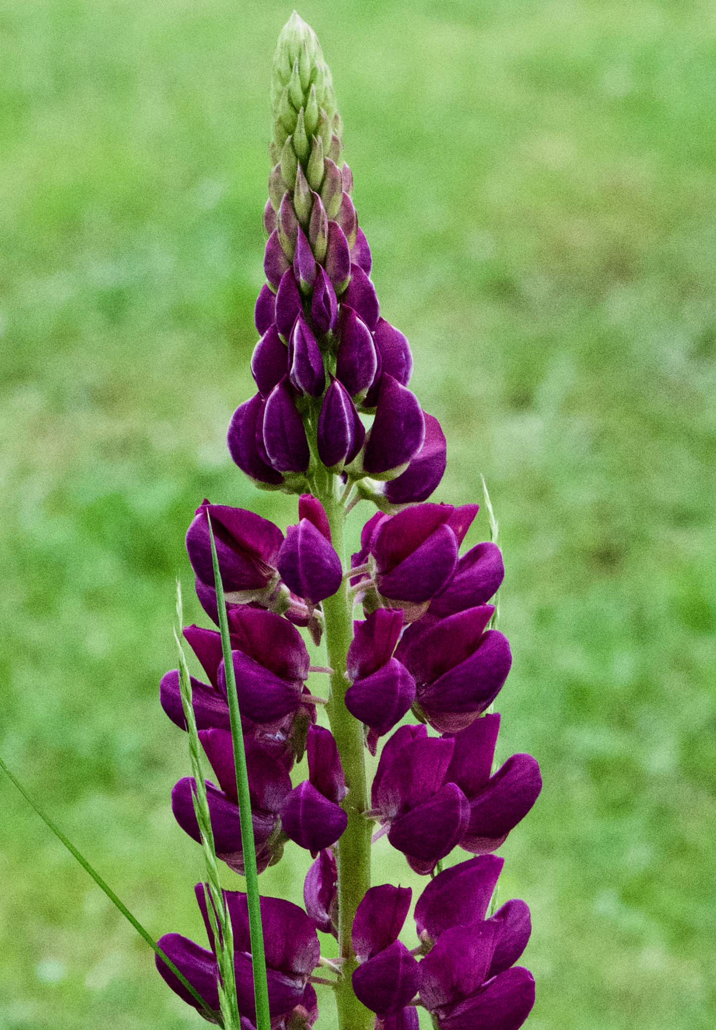 Dværglupin Mix-farver - Lupinus polyphyllus 'Minarette Dwarf Russel Strain Mix'