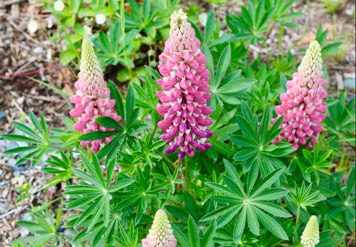 Dværglupin Mix-farver - Lupinus polyphyllus 'Minarette Dwarf Russel Strain Mix'