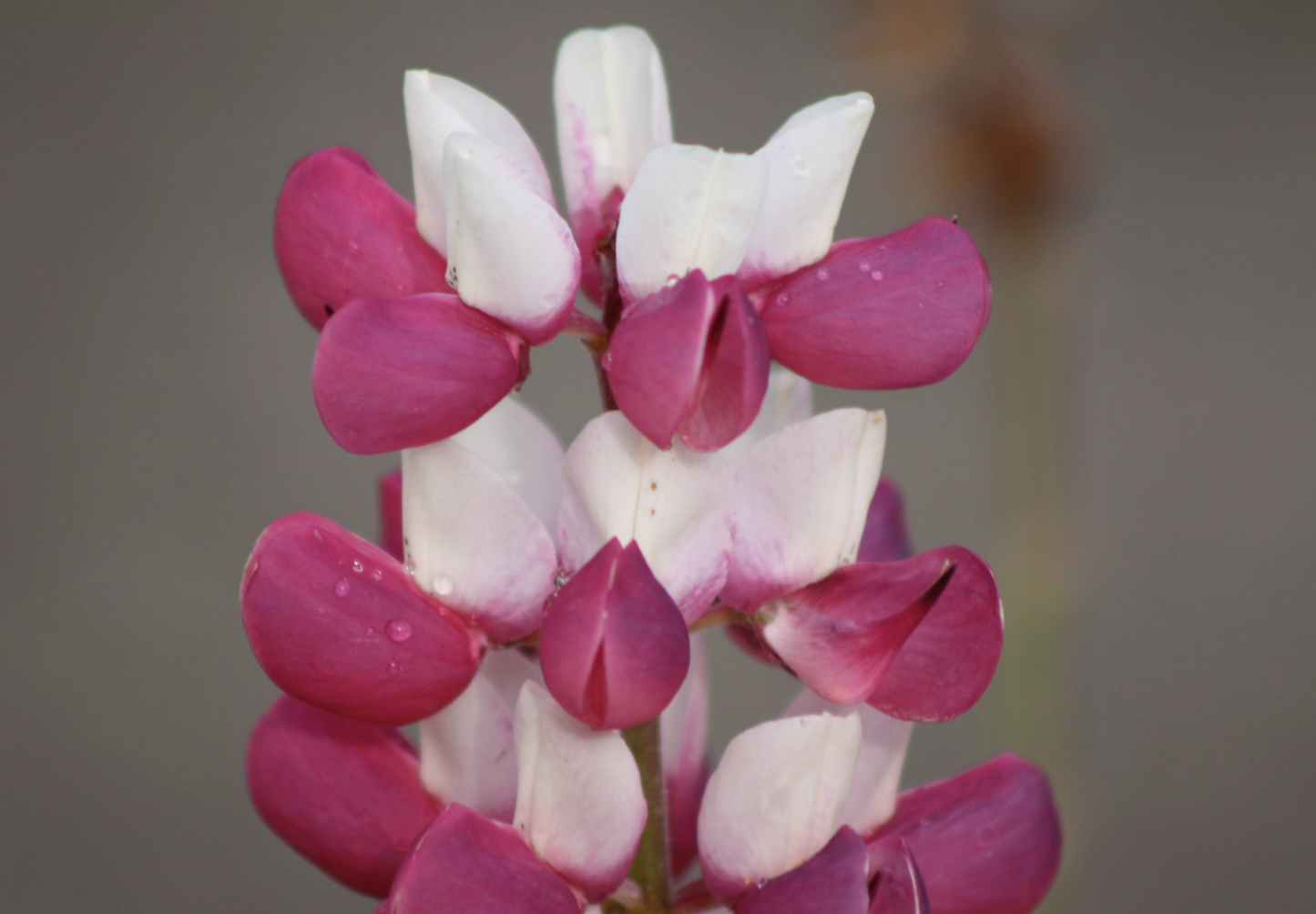 Dværglupin Mix-farver - Lupinus polyphyllus 'Minarette Dwarf Russel Strain Mix'