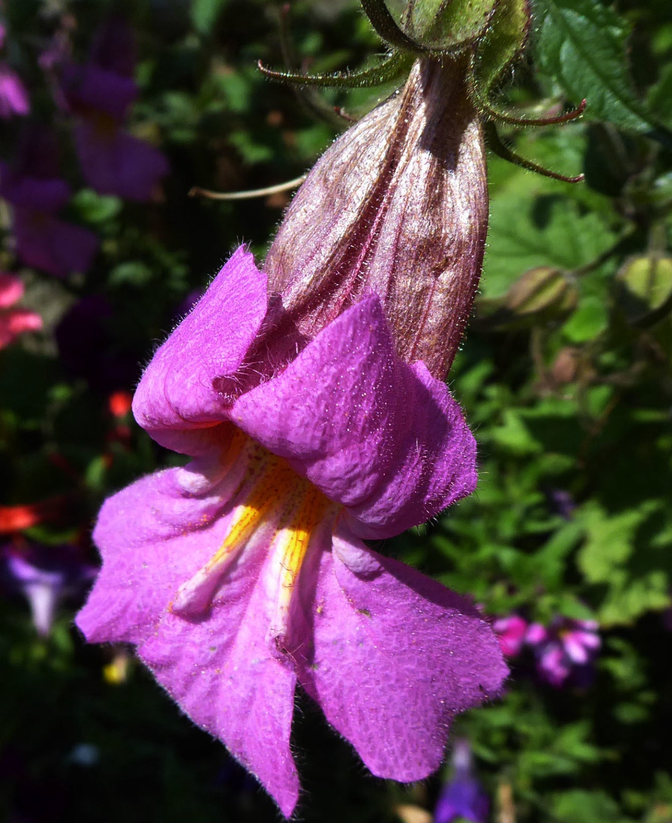 Kinesisk Fingerbøl (Rehmannia Angulata)