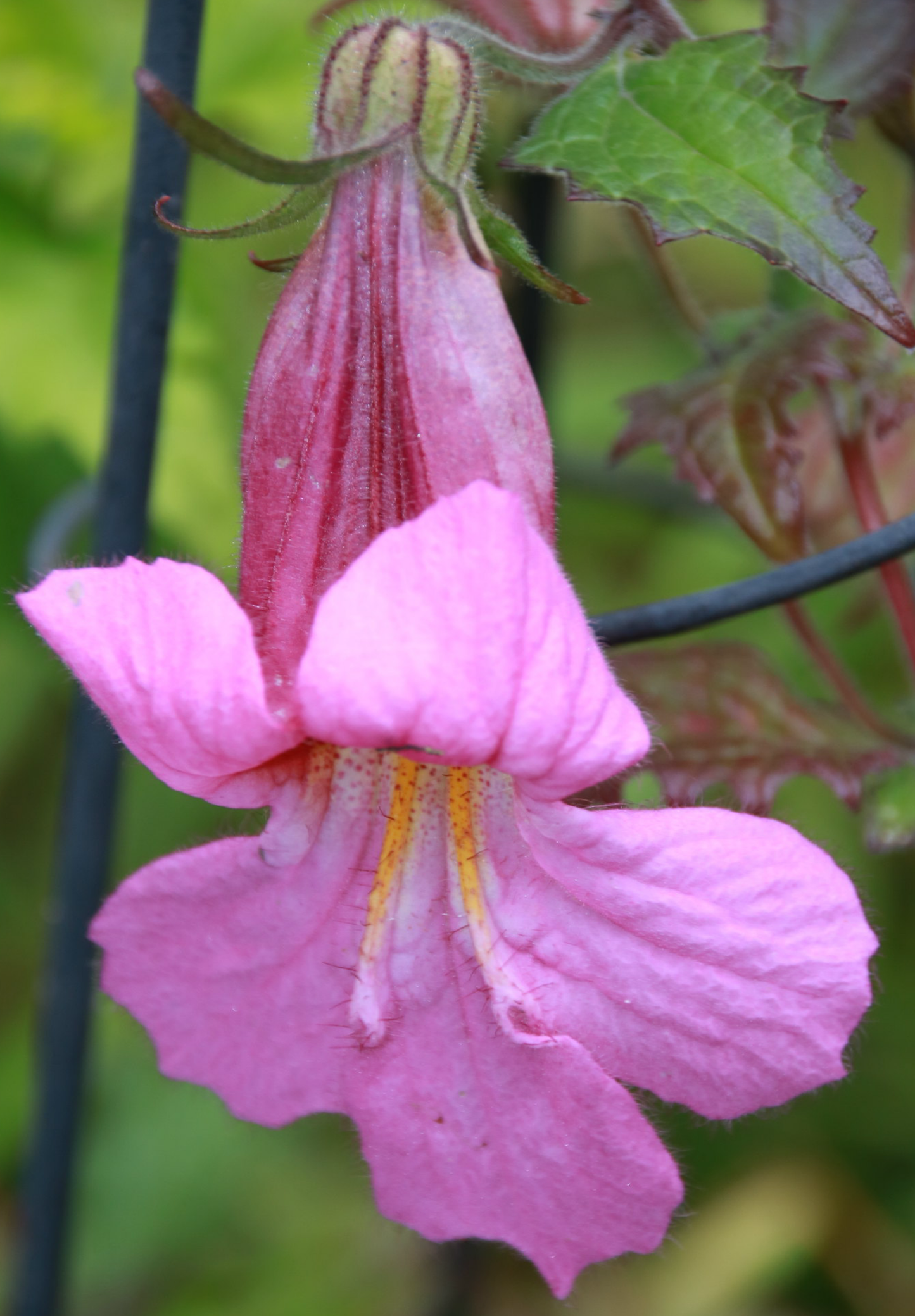 Kinesisk Fingerbøl (Rehmannia Angulata)