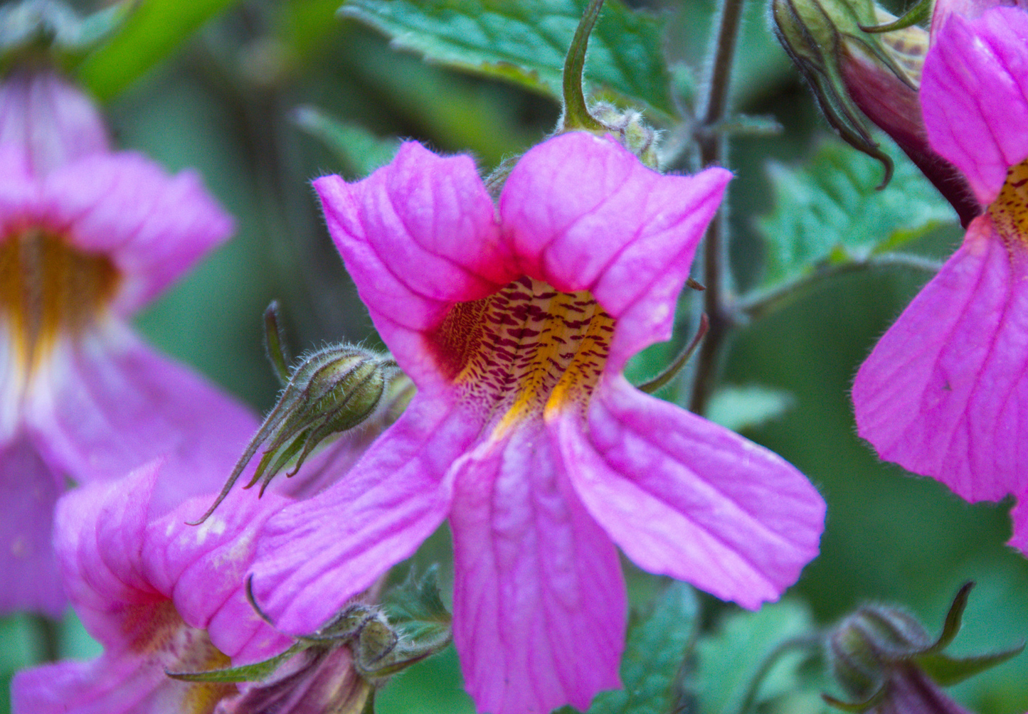 Kinesisk Fingerbøl (Rehmannia Angulata)