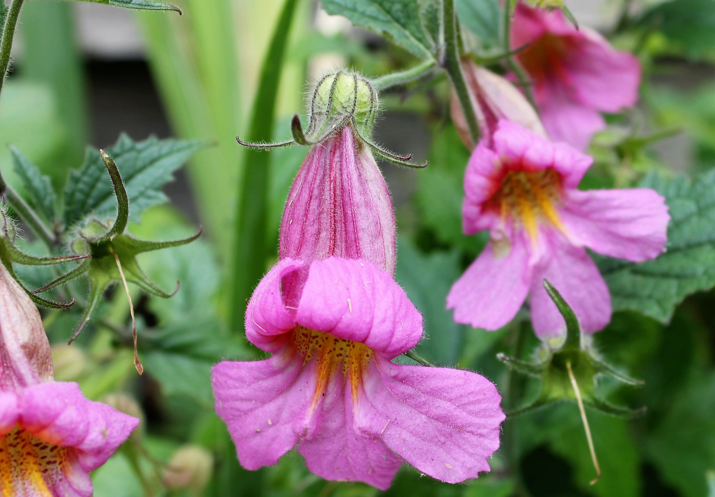 Kinesisk Fingerbøl (Rehmannia Angulata)