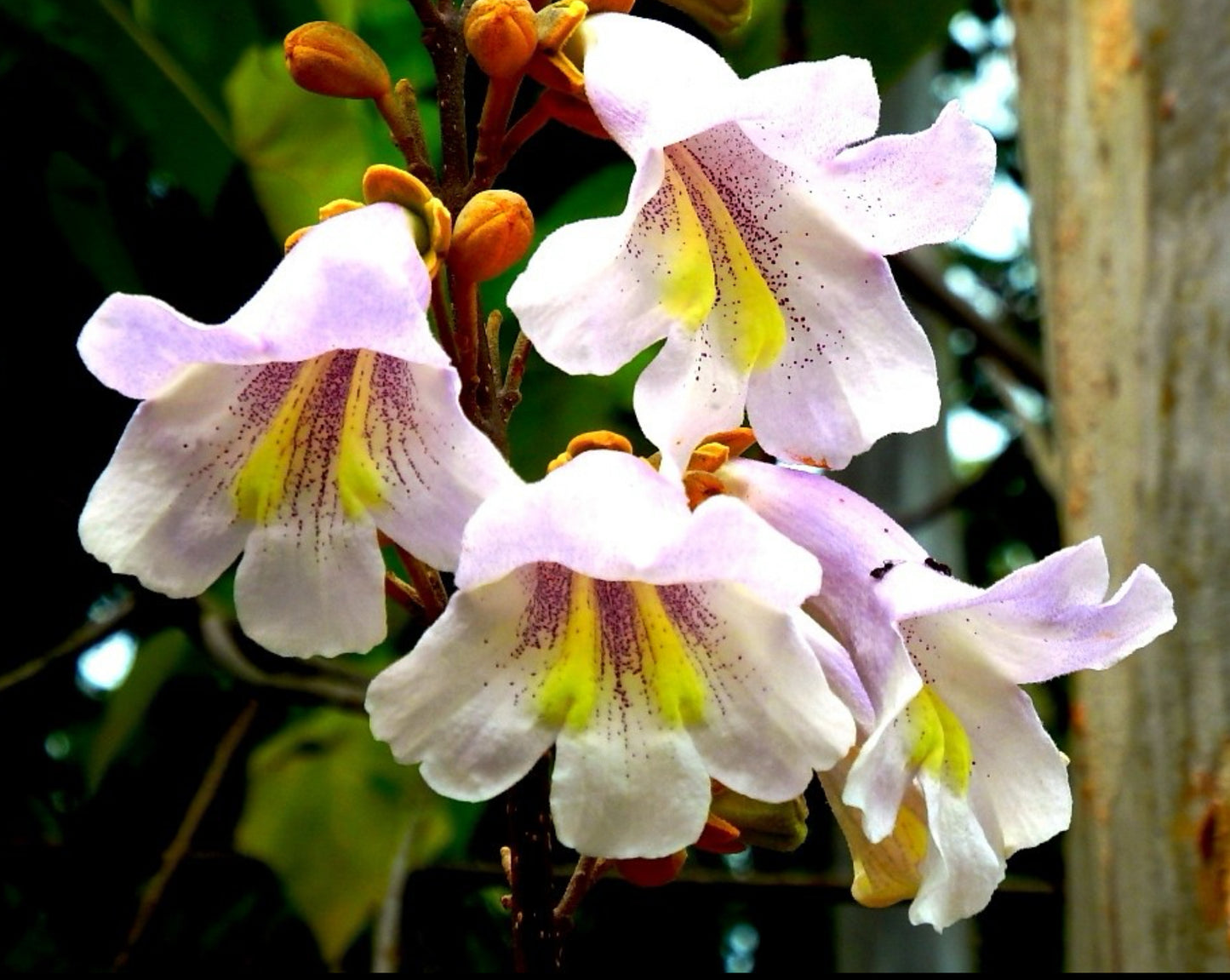 Kinesisk Fingerbøl (Rehmannia Angulata)