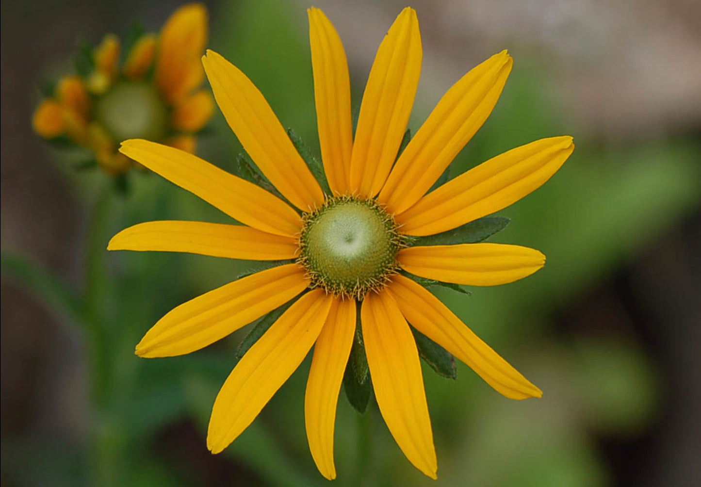 Solhat "Green Eyes" - rudbeckia hirta