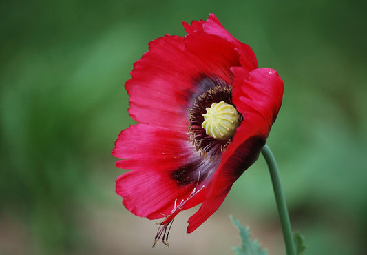 Opiumsvalmue - Papaver somniferum