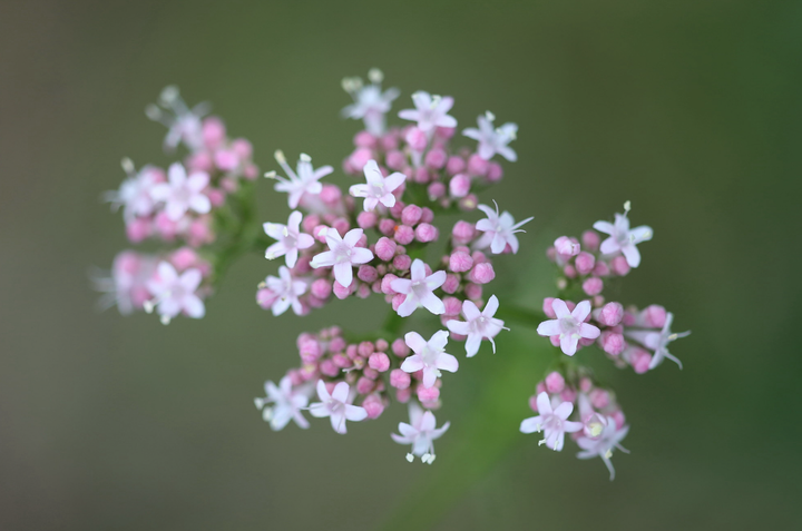 Lægebaldrian - Valeriana officinalis