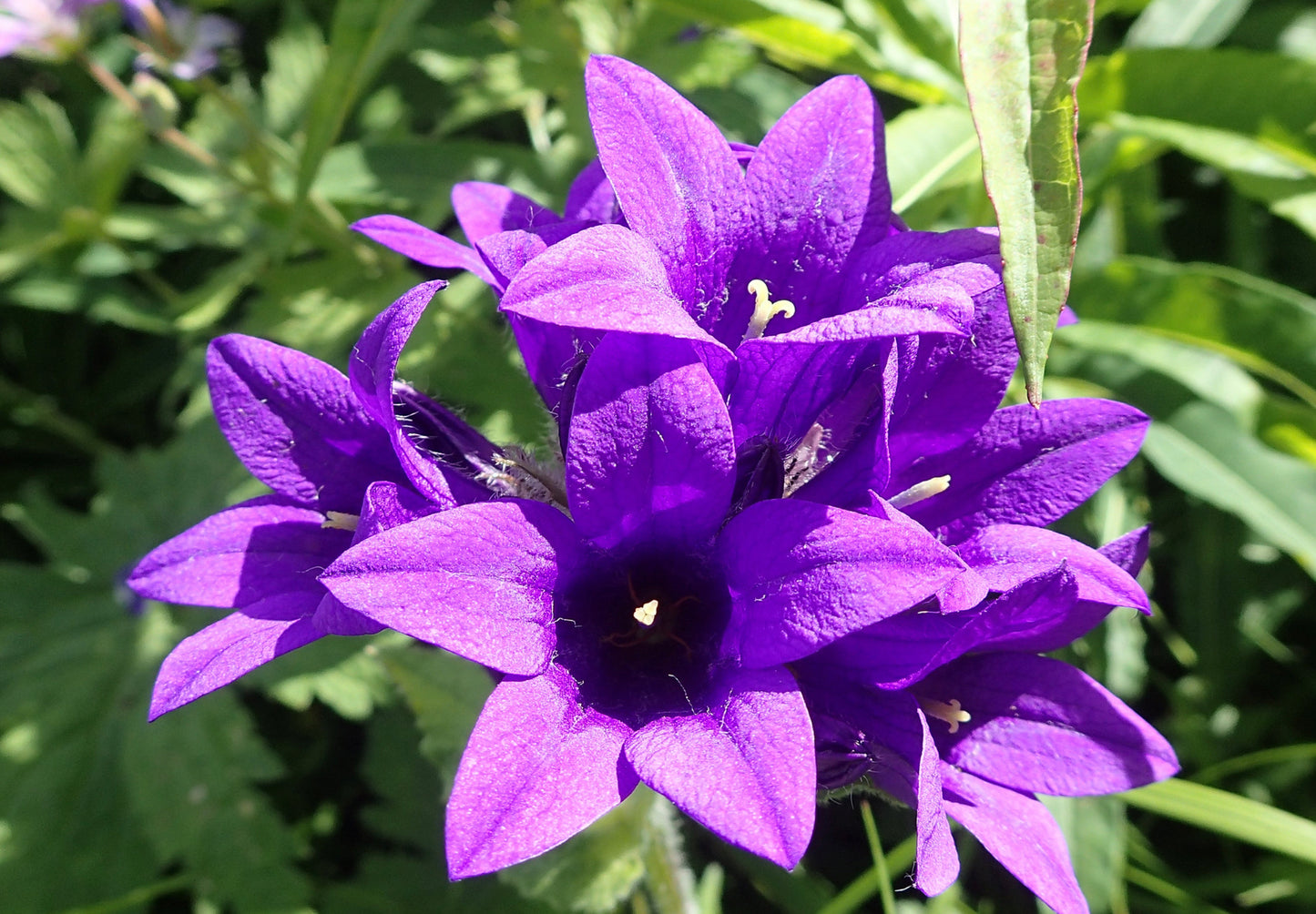 Nøgleklokke Superba Odessa - Campanula glomerata