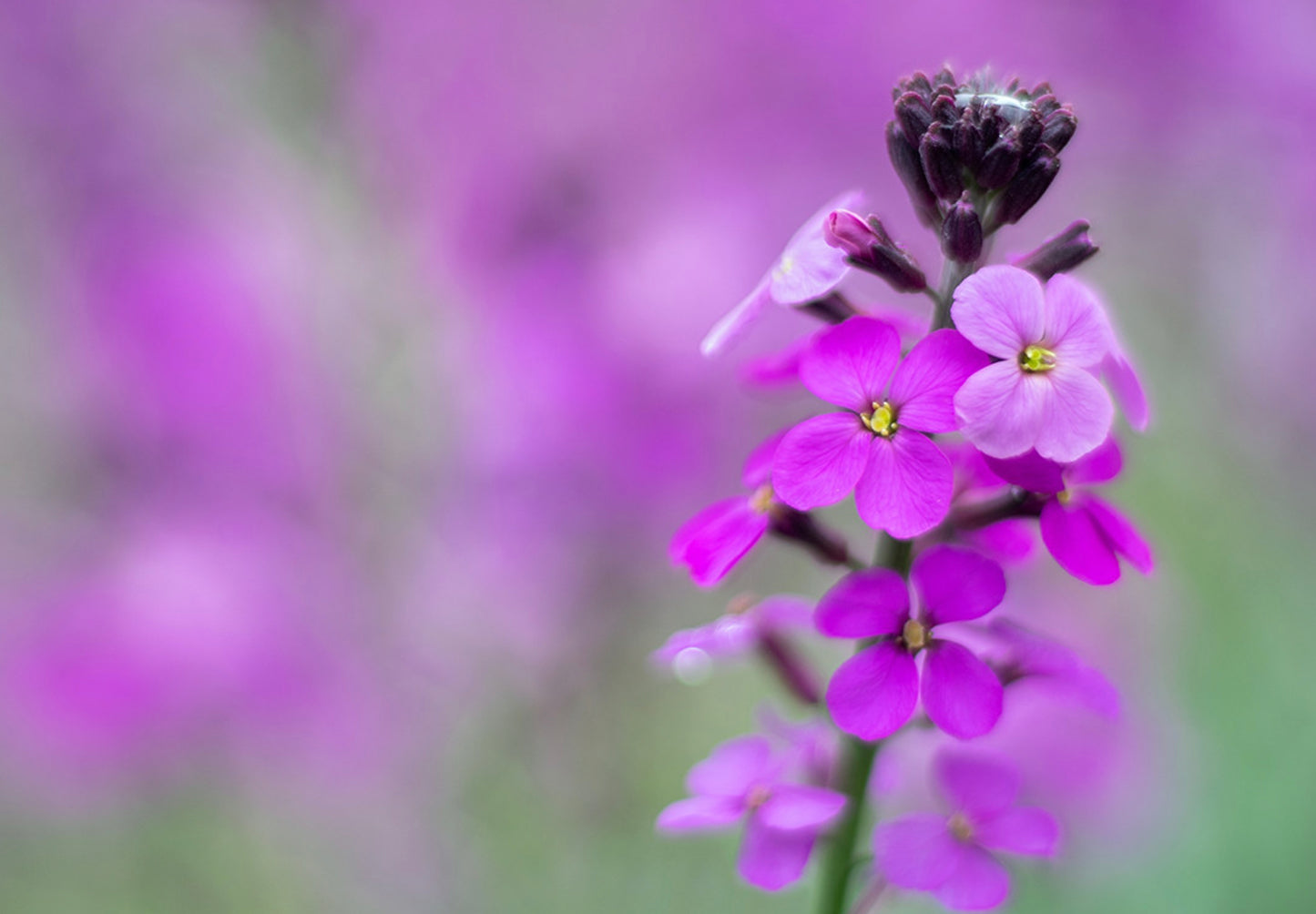 Strandlevkøj - malcolmia maritima