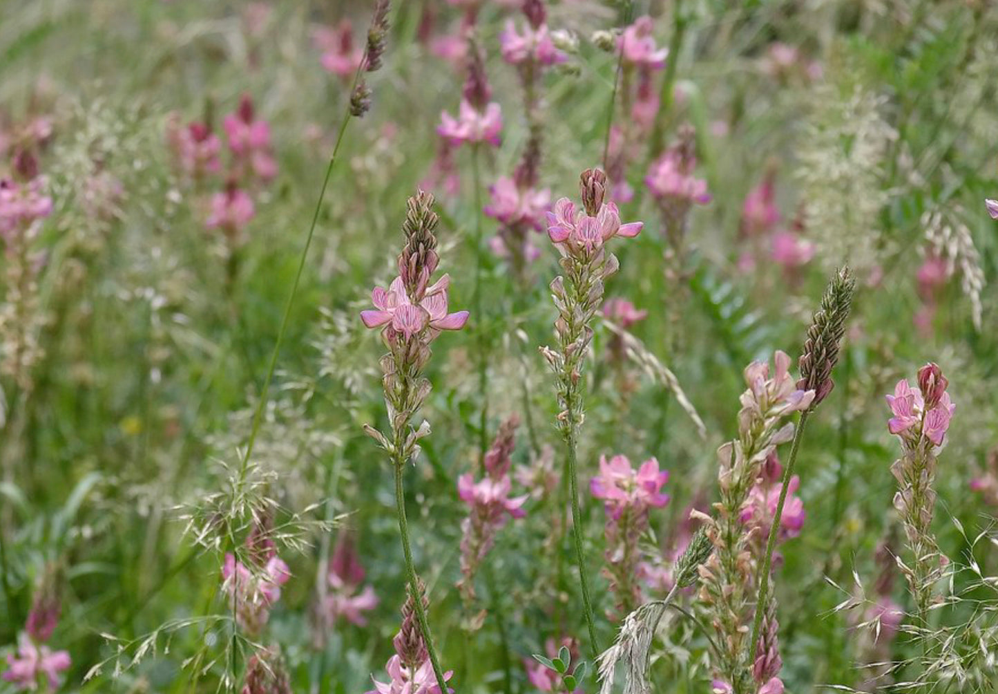 Esparsette (Onobrychis viciifolia)