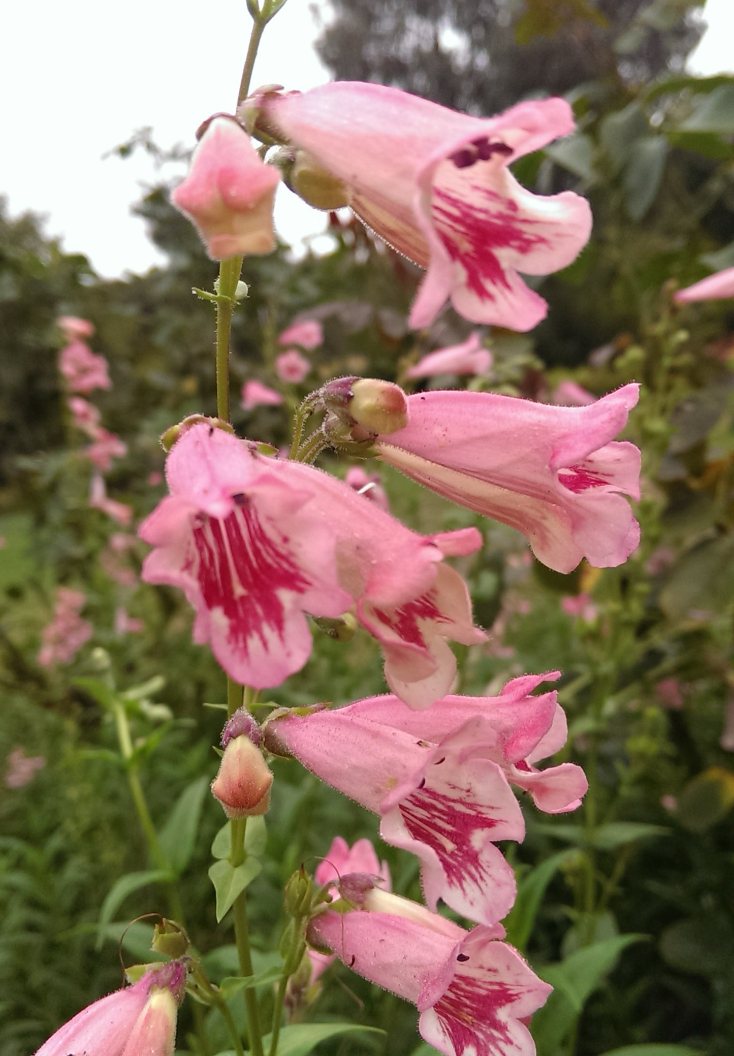 Kinesisk Fingerbøl (Rehmannia Angulata)