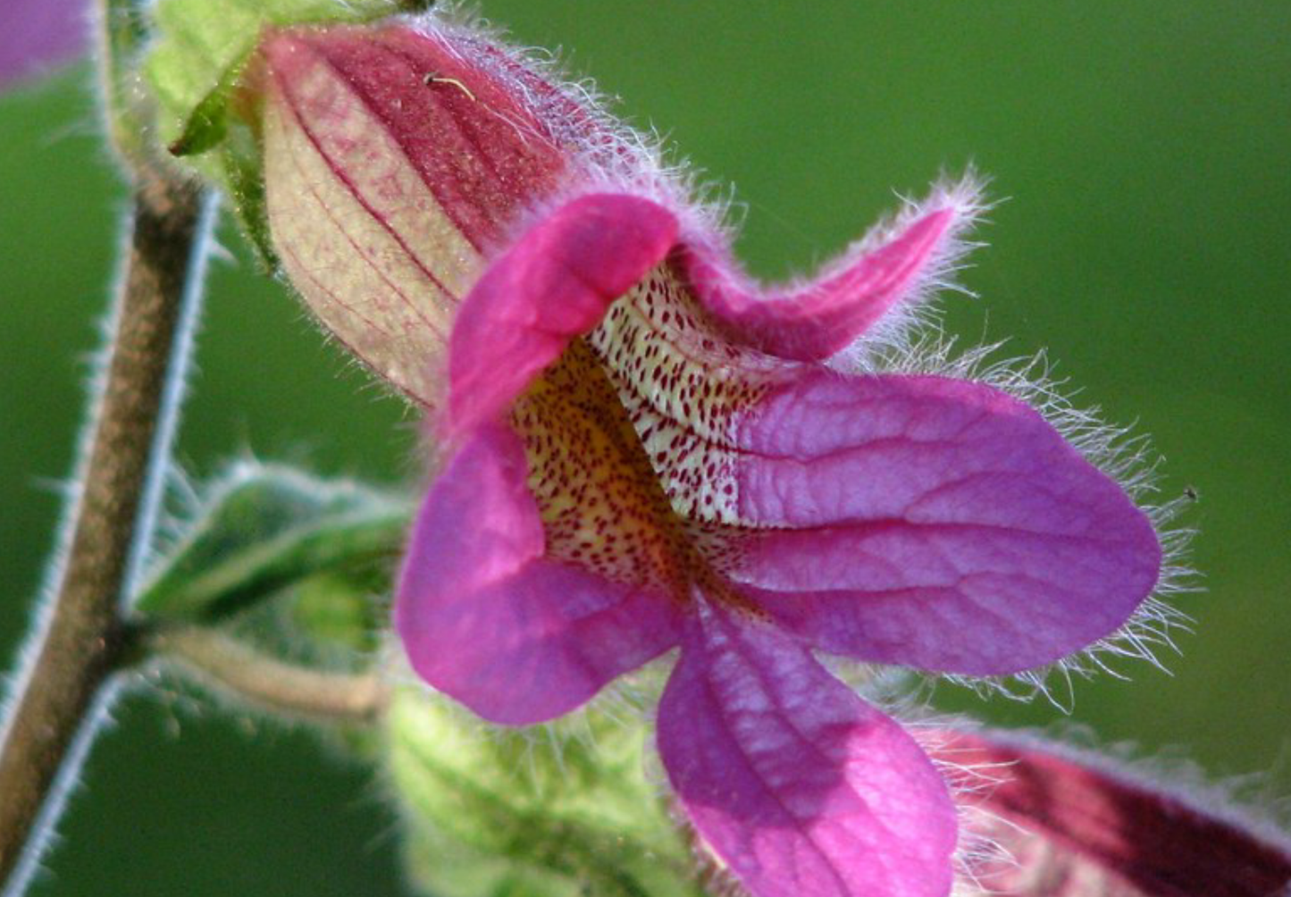 Kinesisk Fingerbøl (Rehmannia Angulata)