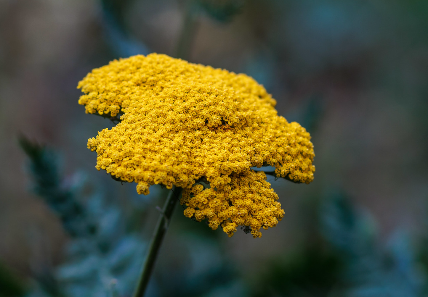 Pragtrøllike 'Cloth Of Gold' (Achillea filipendulina)