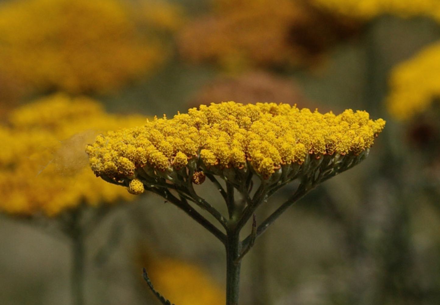 Pragtrøllike 'Cloth Of Gold' (Achillea filipendulina)