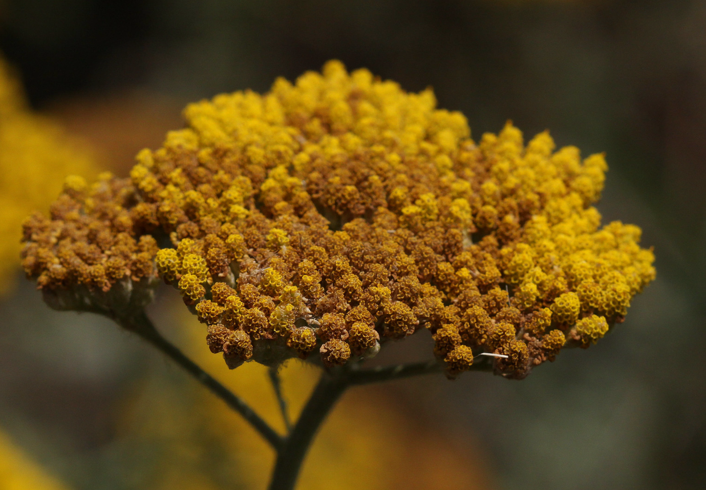 Pragtrøllike 'Cloth Of Gold' (Achillea filipendulina)