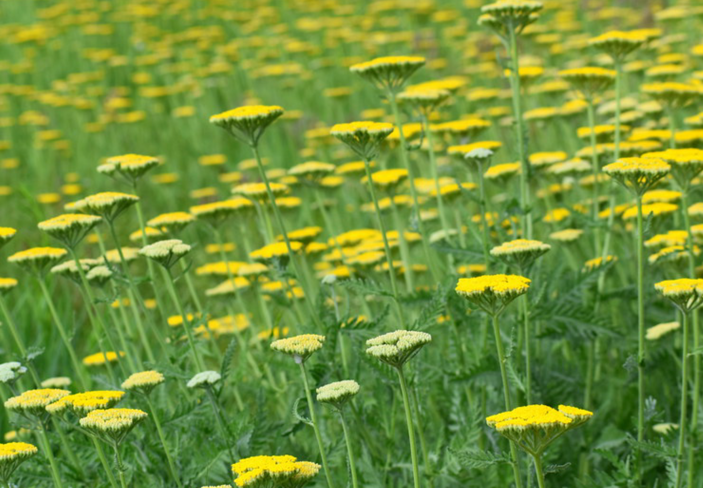 Pragtrøllike 'Cloth Of Gold' (Achillea filipendulina)