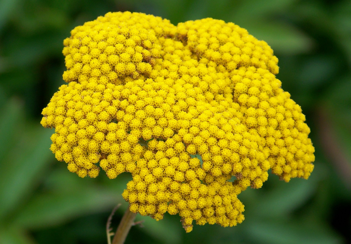 Pragtrøllike 'Cloth Of Gold' (Achillea filipendulina)