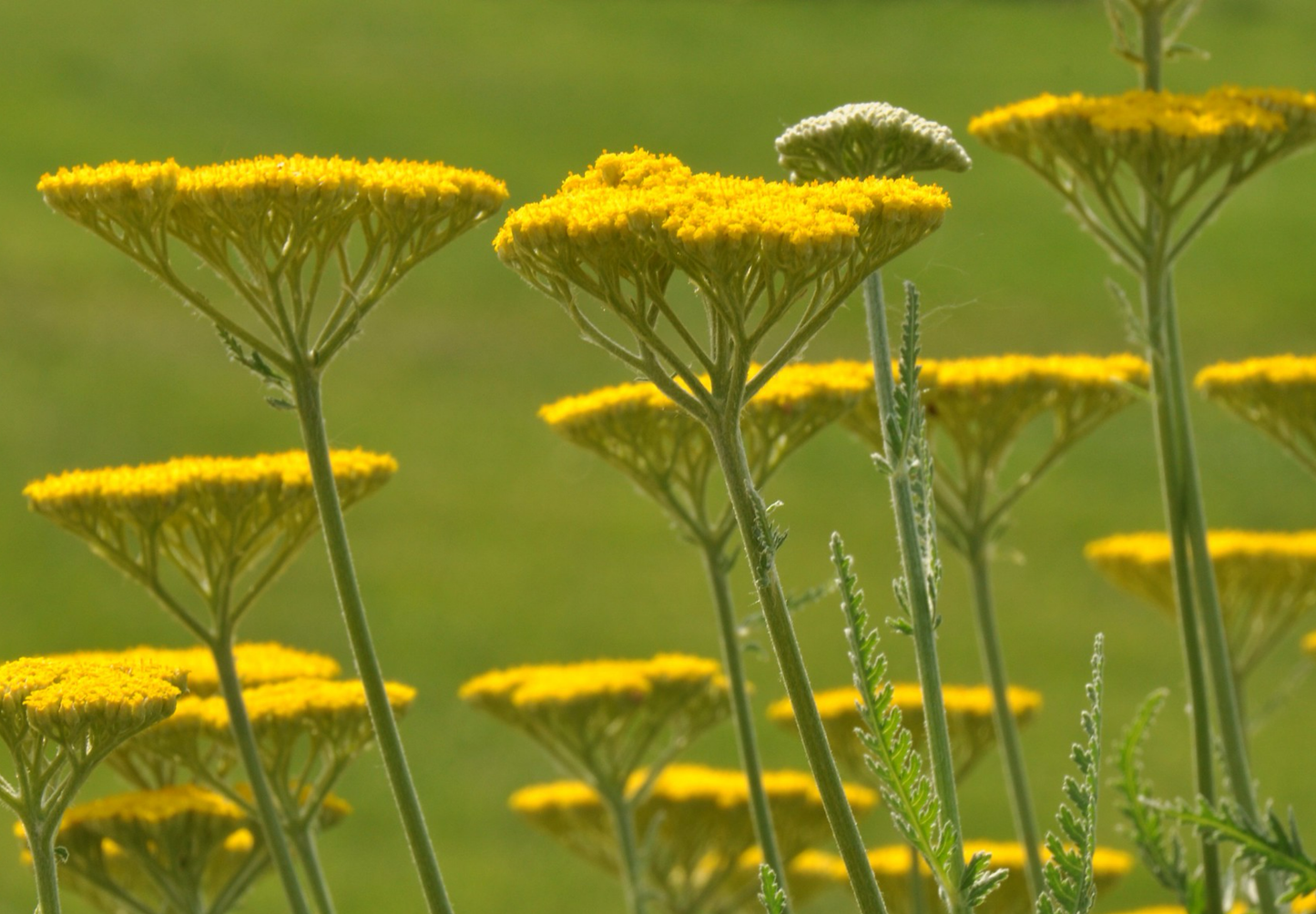 Pragtrøllike 'Cloth Of Gold' (Achillea filipendulina)