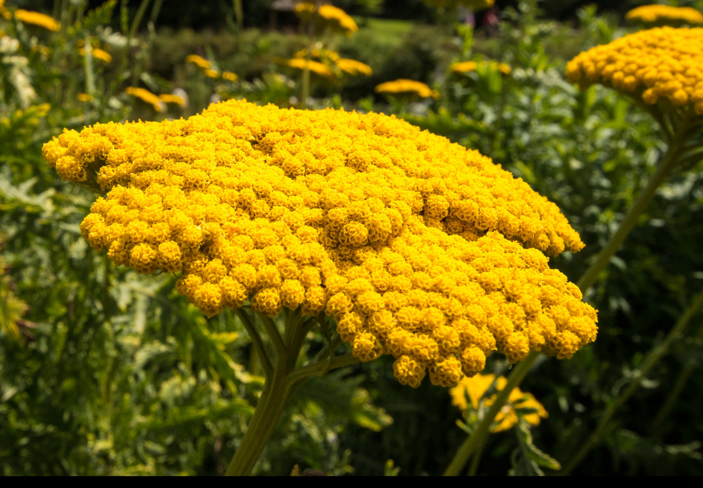 Pragtrøllike 'Cloth Of Gold' (Achillea filipendulina)