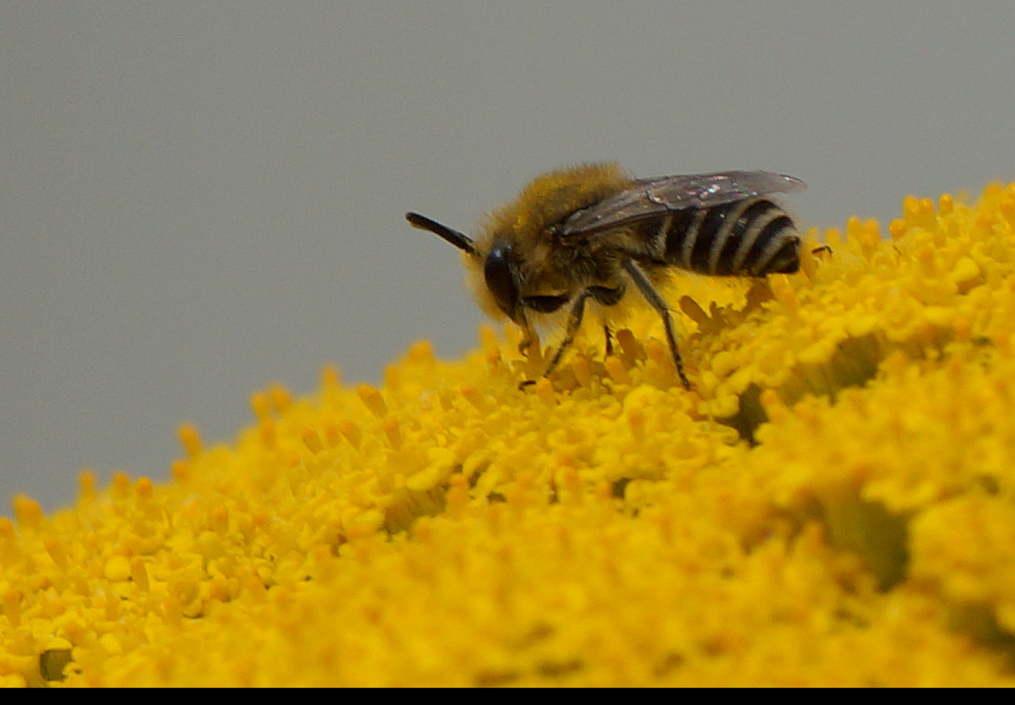 Pragtrøllike 'Cloth Of Gold' (Achillea filipendulina)