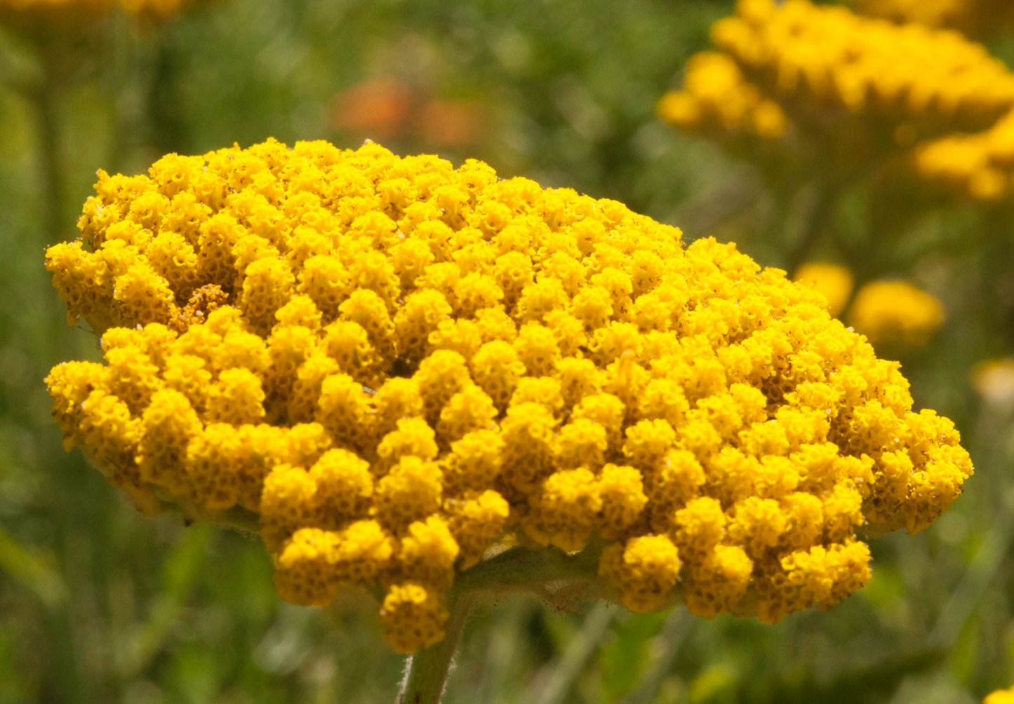 Pragtrøllike 'Cloth Of Gold' (Achillea filipendulina)