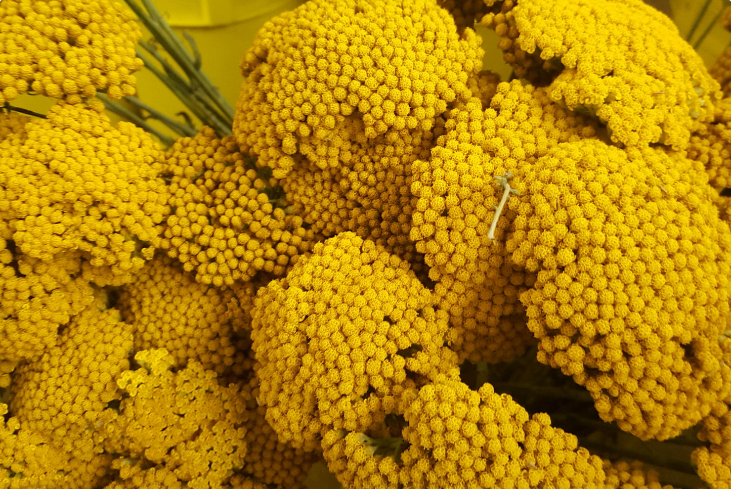 Pragtrøllike 'Cloth Of Gold' (Achillea filipendulina)