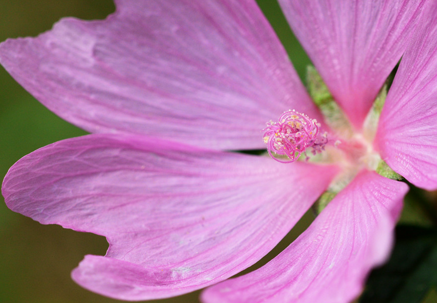 Moskus Katost (Malva moschata)