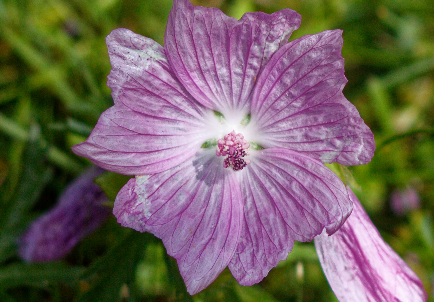 Moskus Katost (Malva moschata)