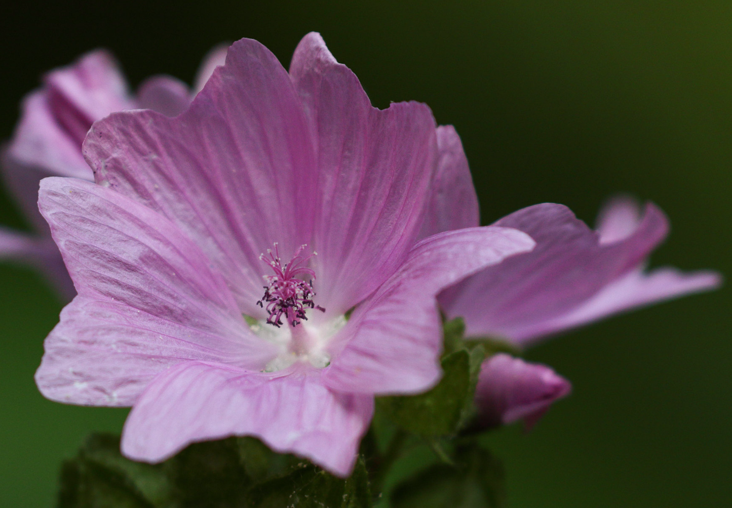 Moskus Katost (Malva moschata)