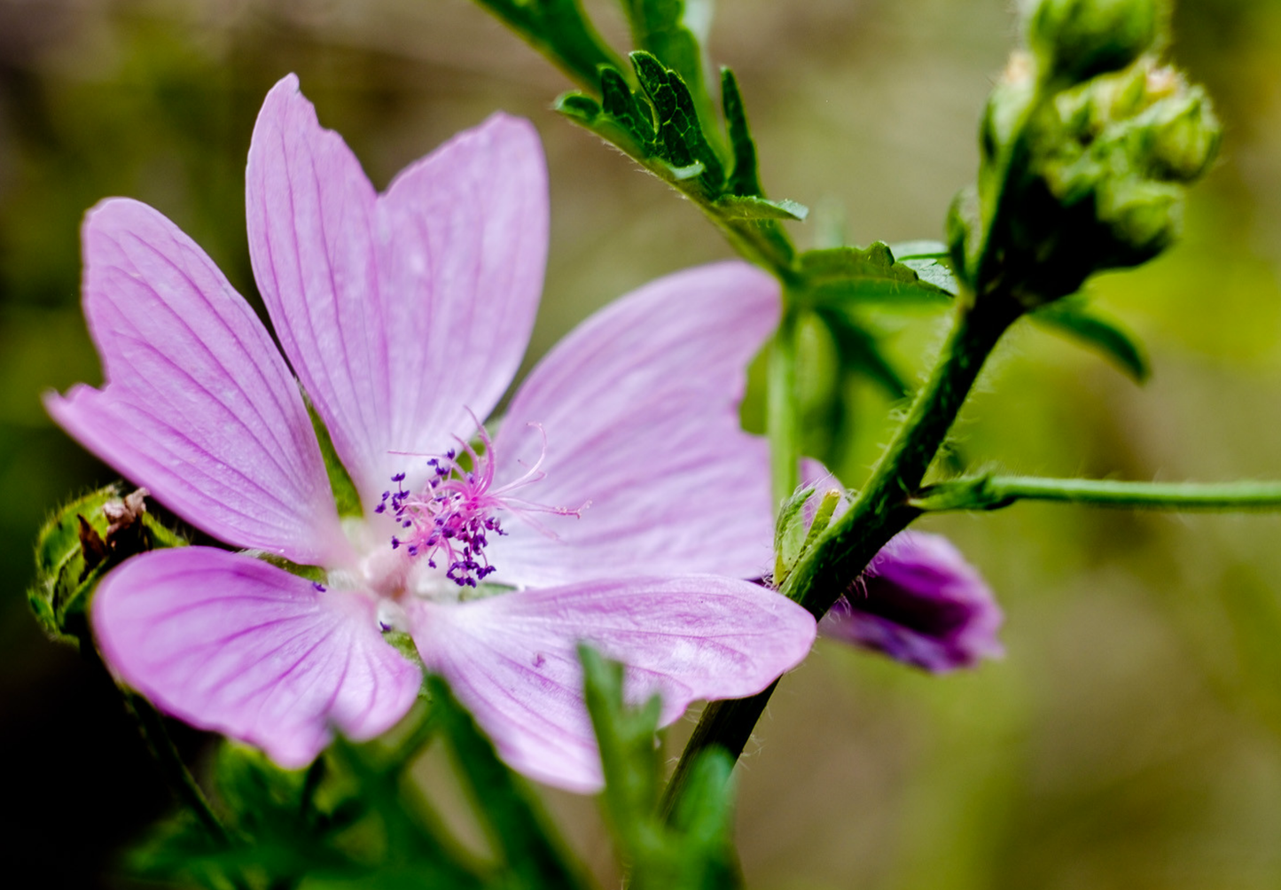 Moskus Katost (Malva moschata)