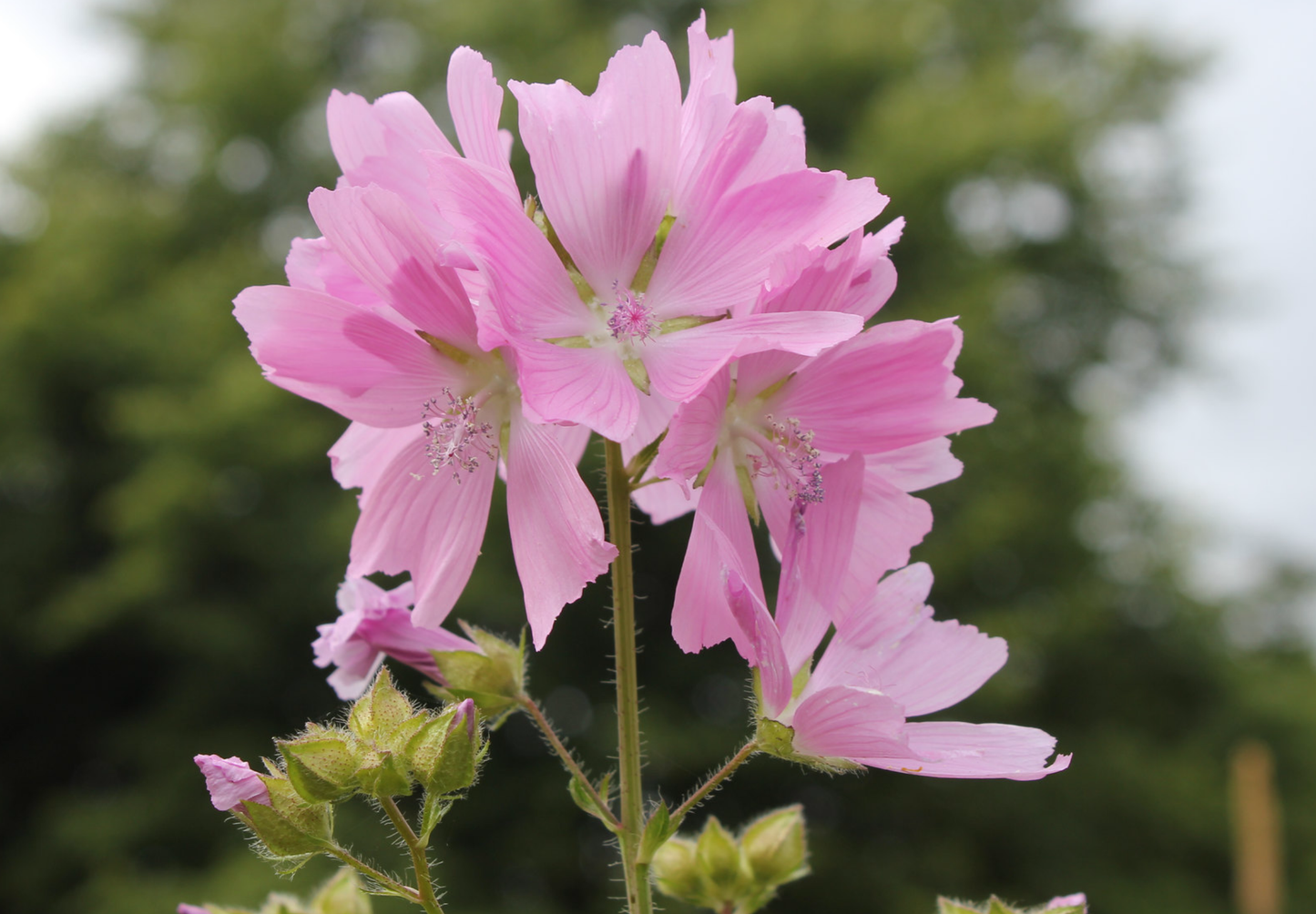 Moskus Katost (Malva moschata)