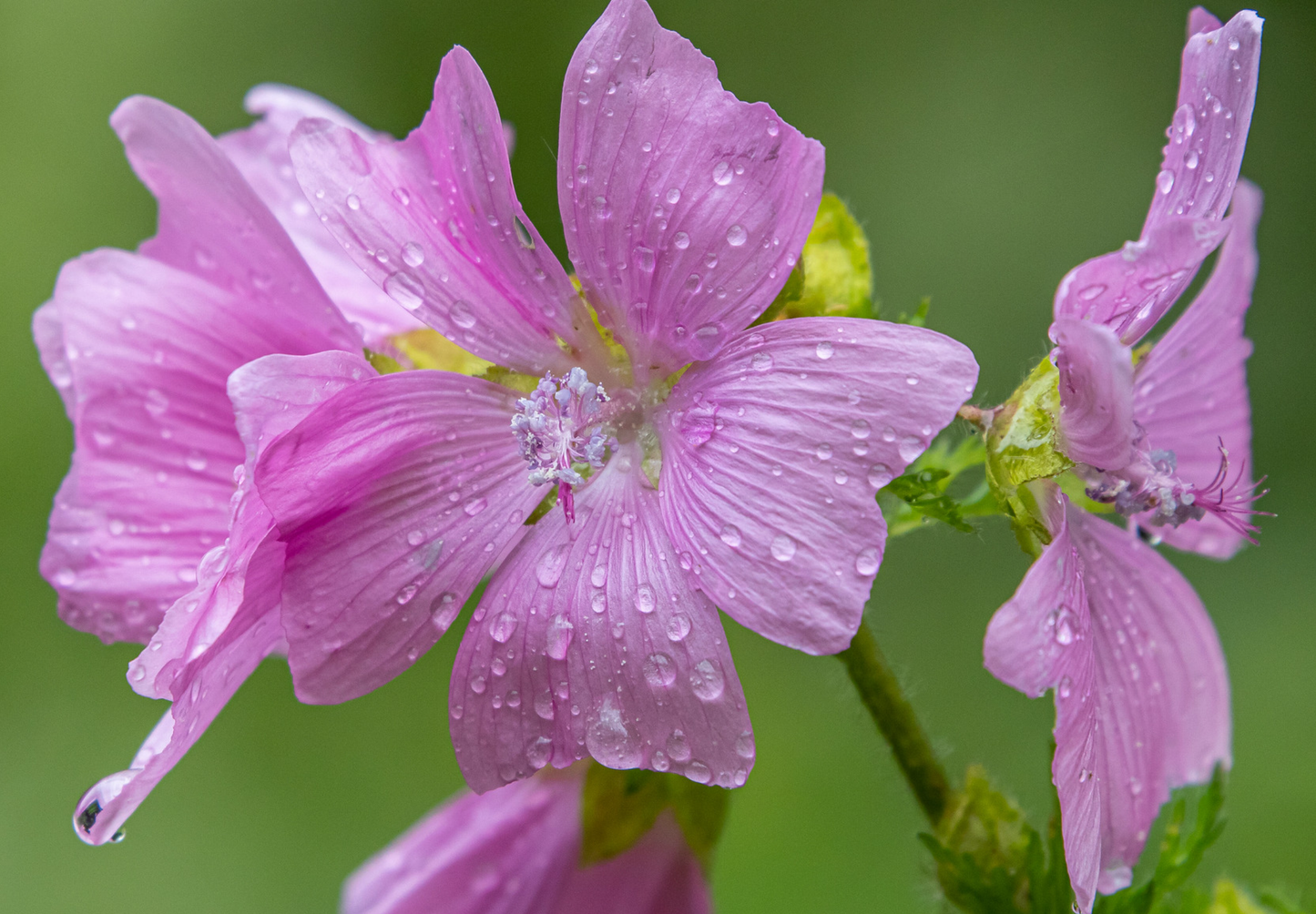 Moskus Katost (Malva moschata)