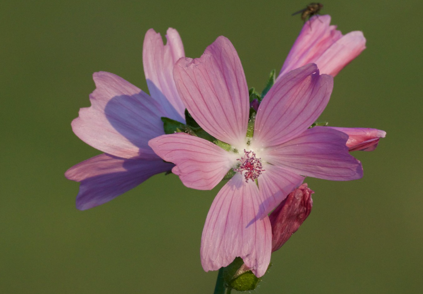 Moskus Katost (Malva moschata)