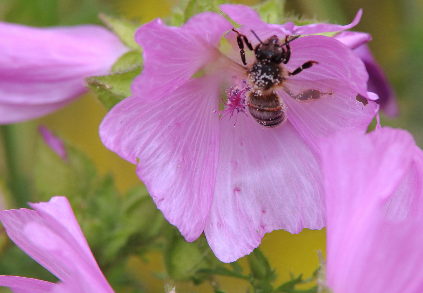 Moskus Katost (Malva moschata)