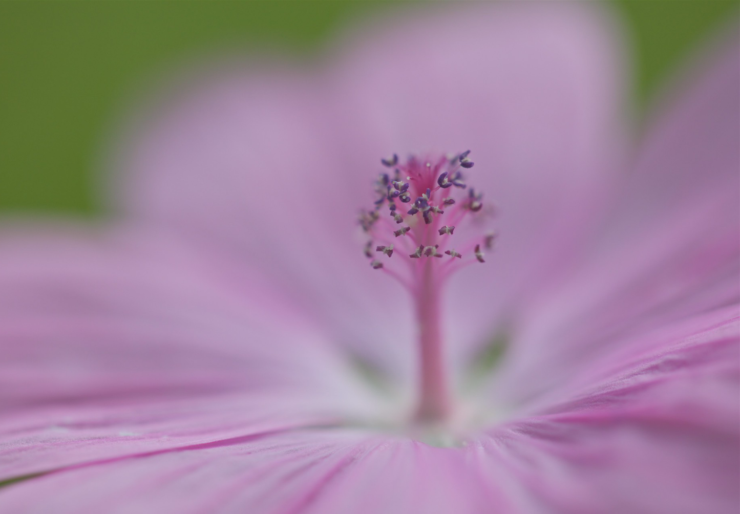 Moskus Katost (Malva moschata)