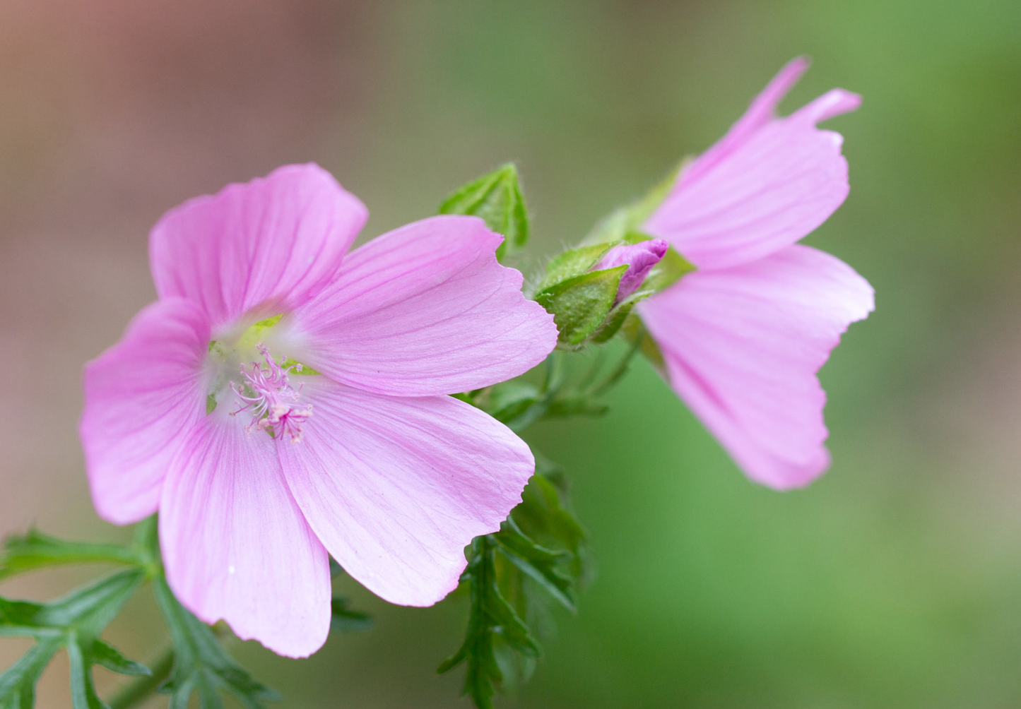 Moskus Katost (Malva moschata)