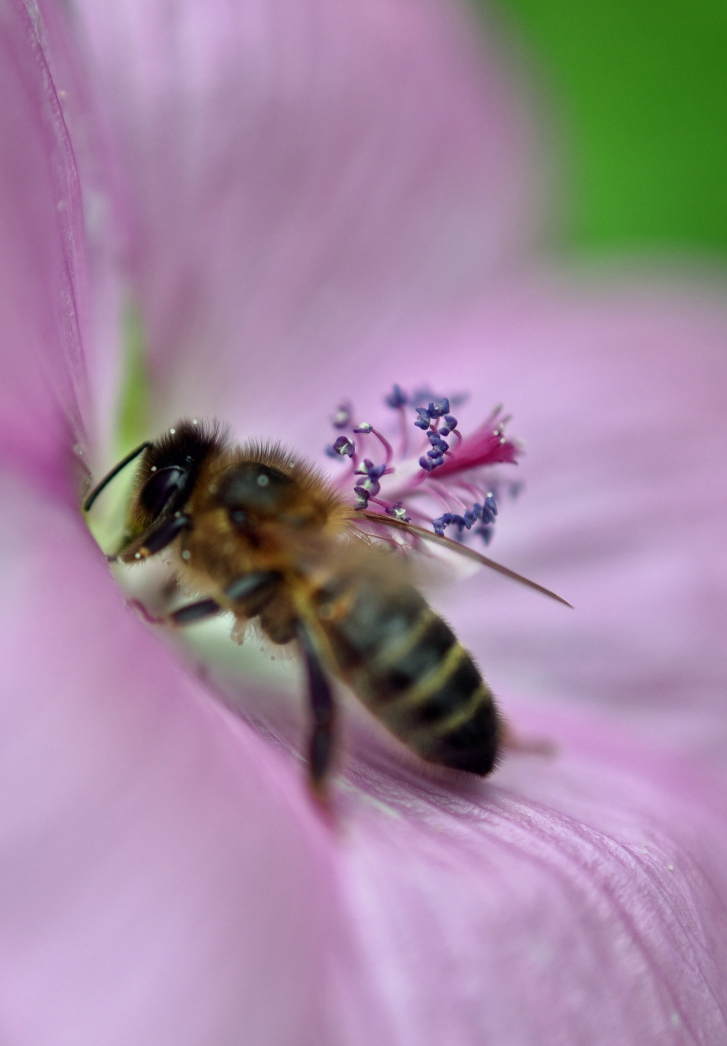 Moskus Katost (Malva moschata)