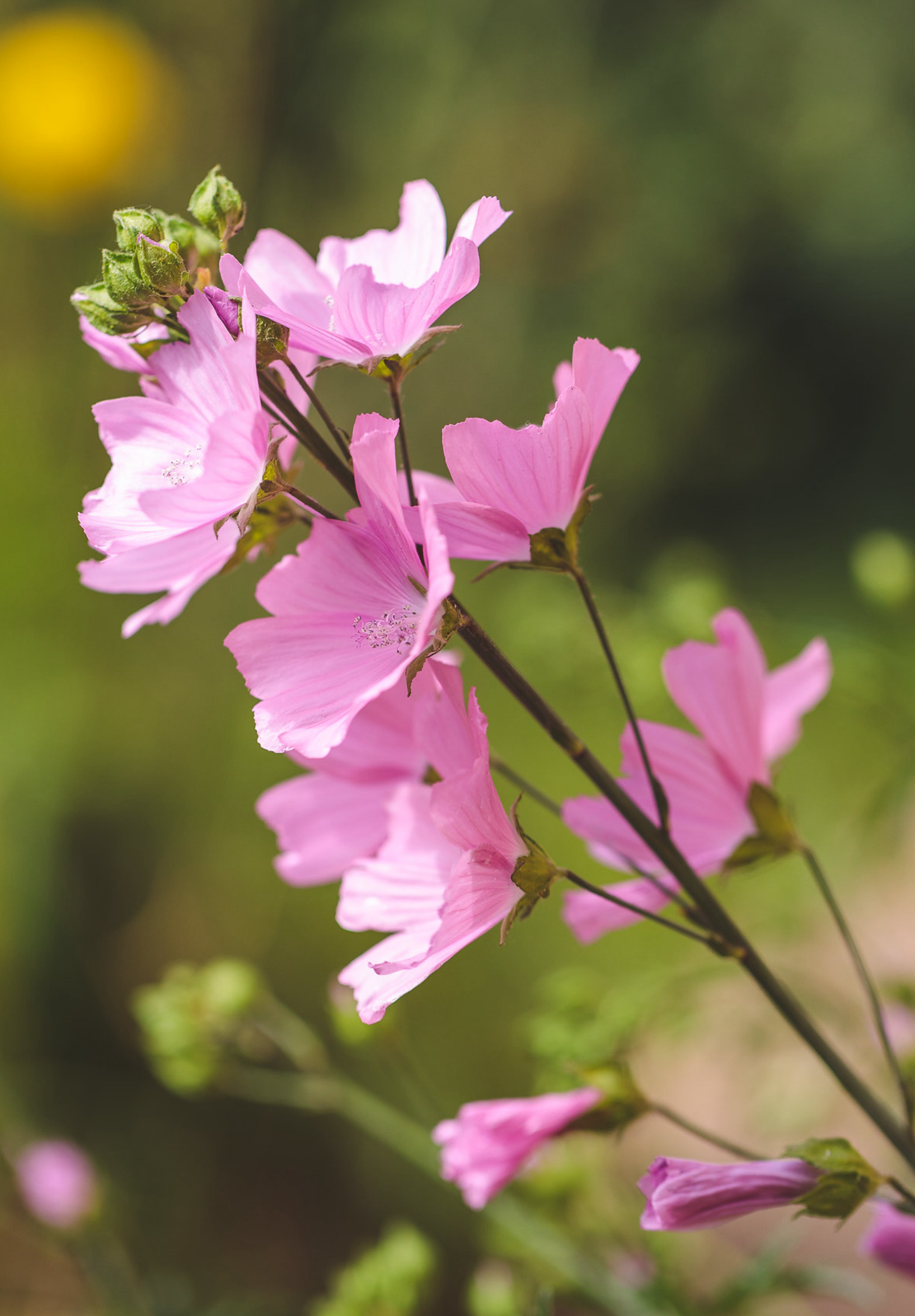 Moskus Katost (Malva moschata)