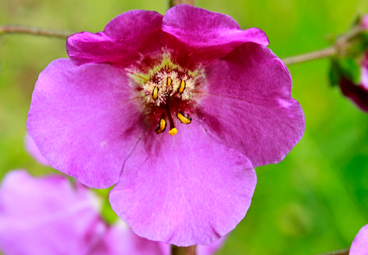 Purpur Kongelys (Verbascum phoeniceum)