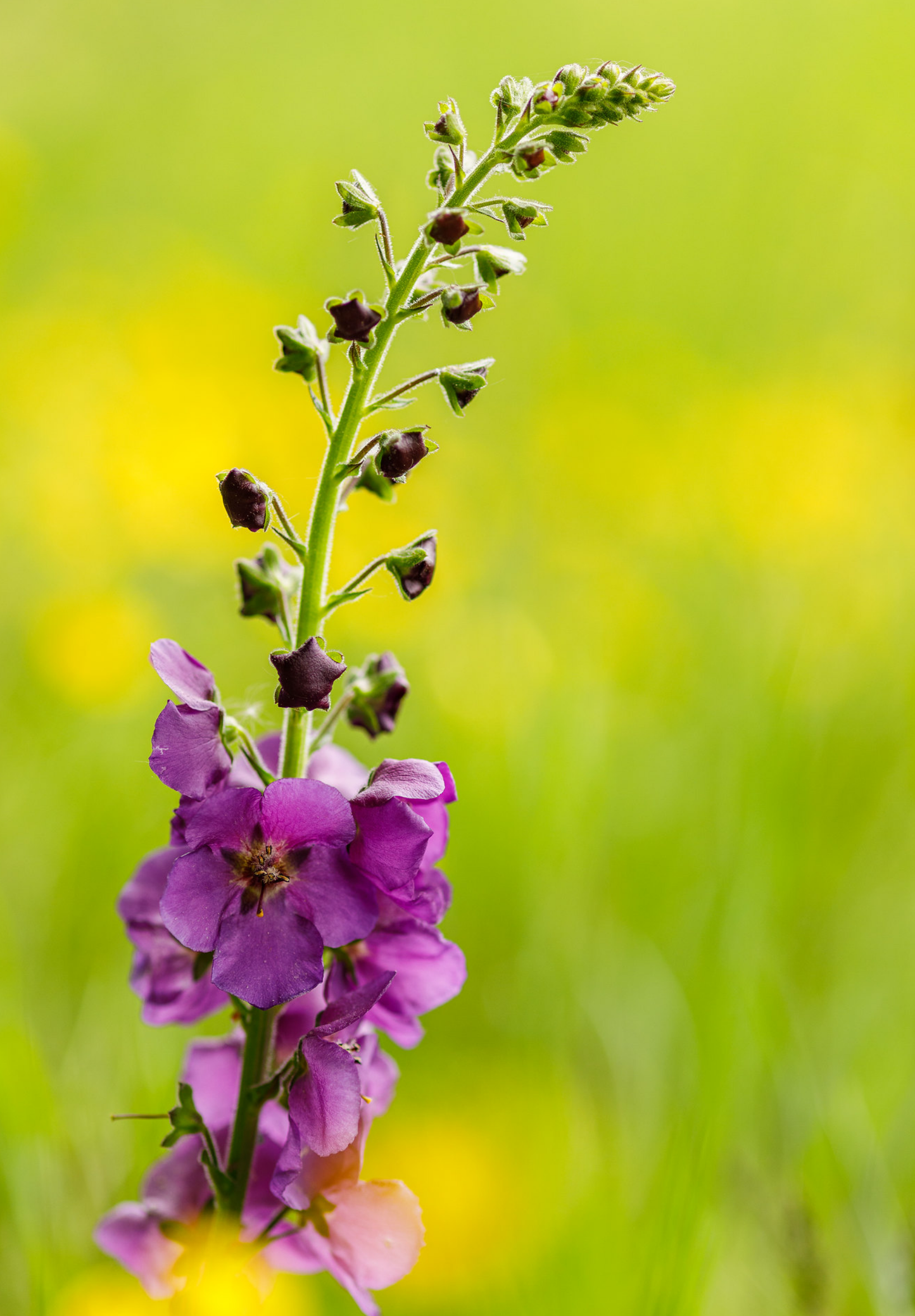 Purpur Kongelys (Verbascum phoeniceum)