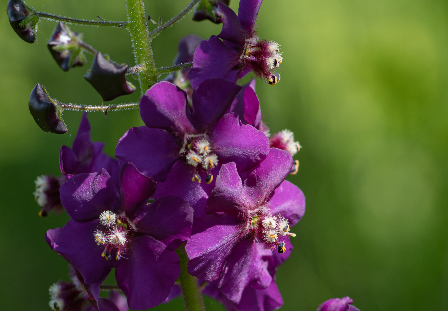 Purpur Kongelys (Verbascum phoeniceum)