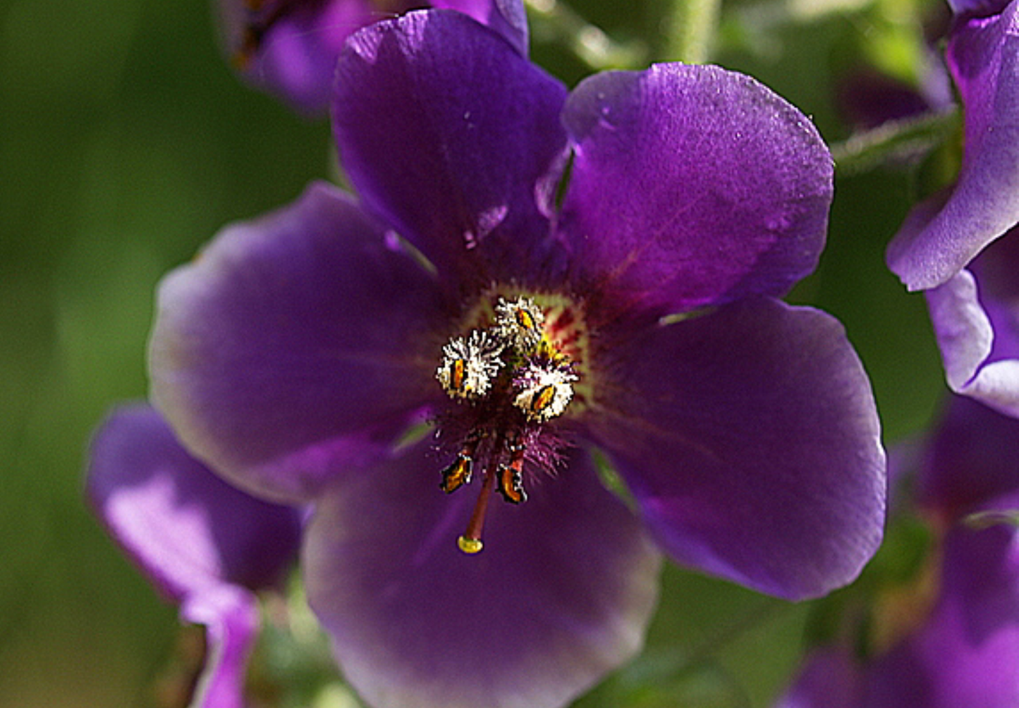 Purpur Kongelys (Verbascum phoeniceum)