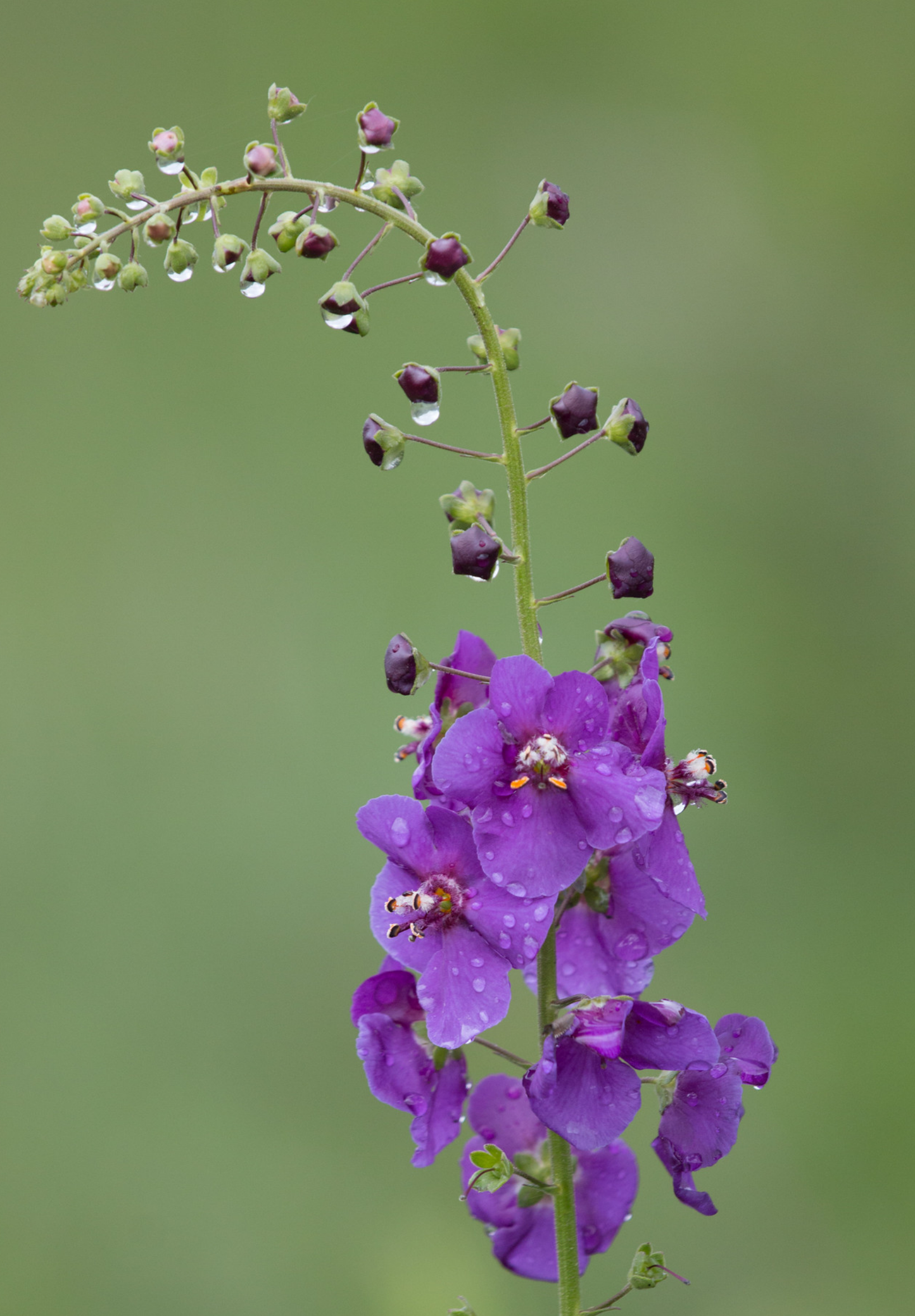 Purpur Kongelys (Verbascum phoeniceum)