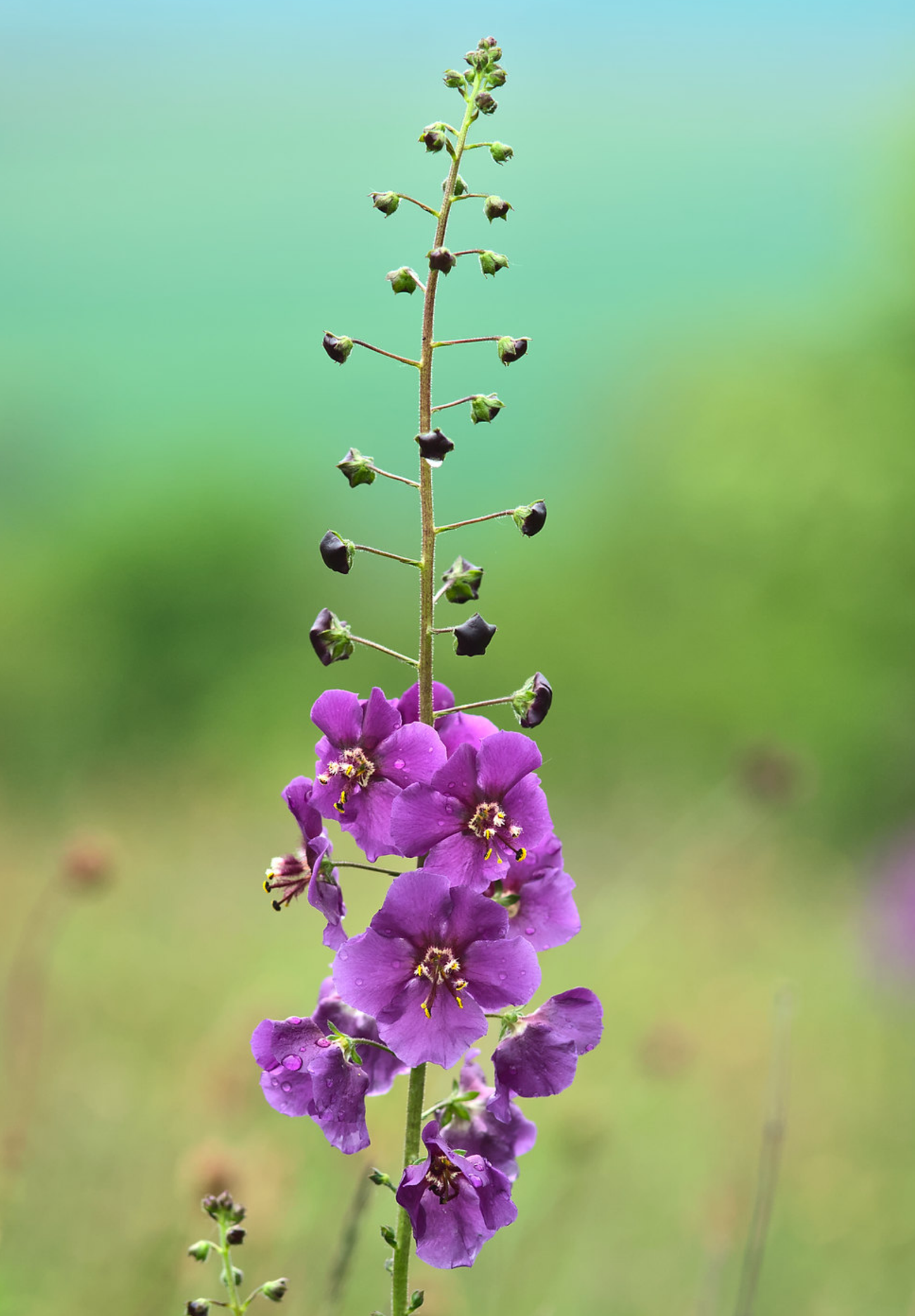 Purpur Kongelys (Verbascum phoeniceum)