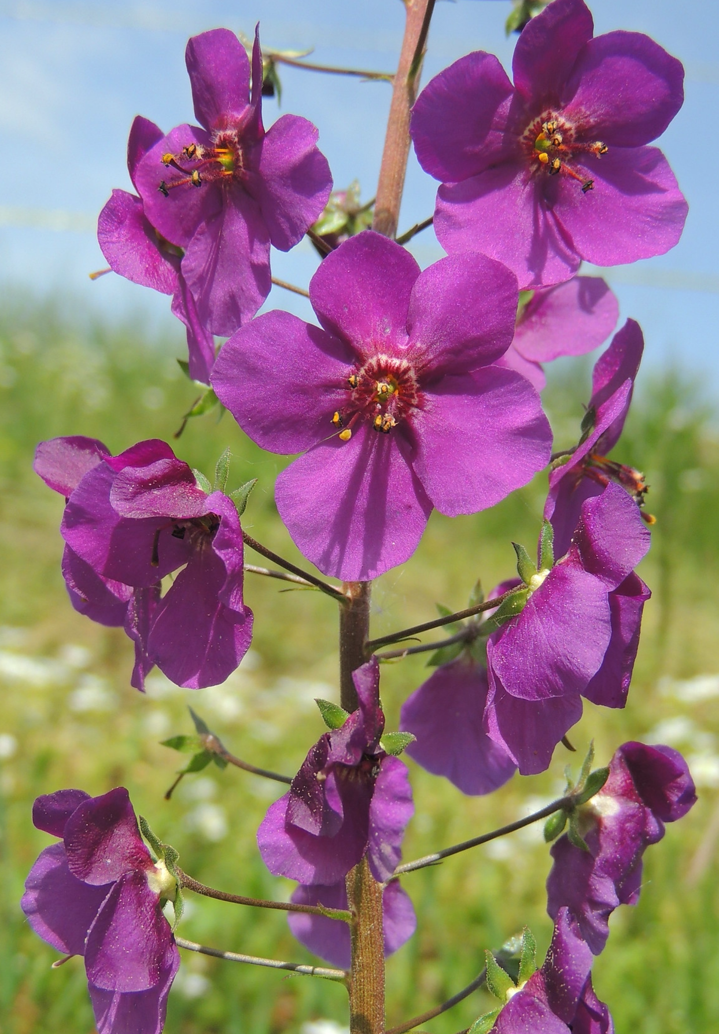 Purpur Kongelys (Verbascum phoeniceum)