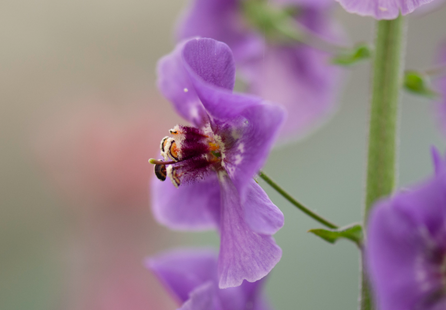 Purpur Kongelys (Verbascum phoeniceum)